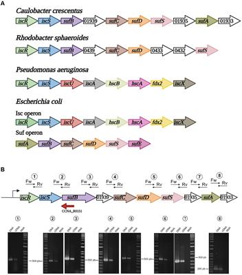 Mapping the IscR regulon sheds light on the regulation of iron homeostasis in Caulobacter